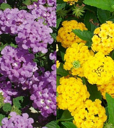 Lantana Luscious® Grape & New Gold